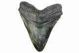 Fossil Megalodon Tooth - South Carolina #226646-1